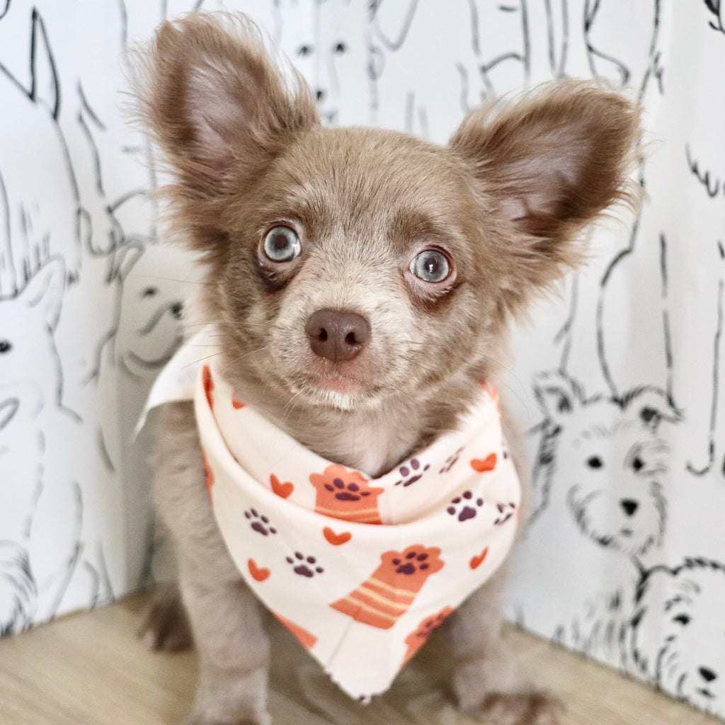 Gizmo - Available Now