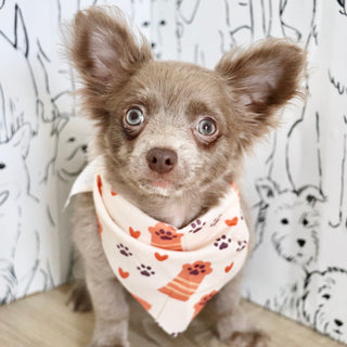 Gizmo - Available Now