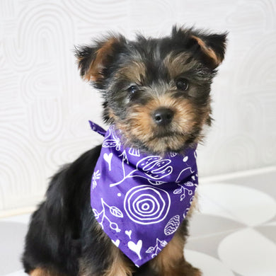 Starlet - Available Now