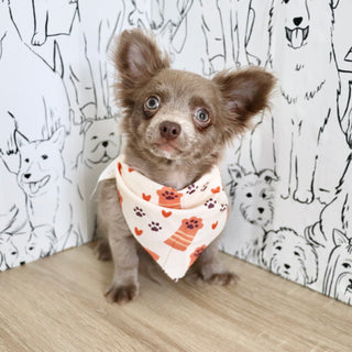 Gizmo - Available Now