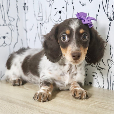 Theadora - Available Now