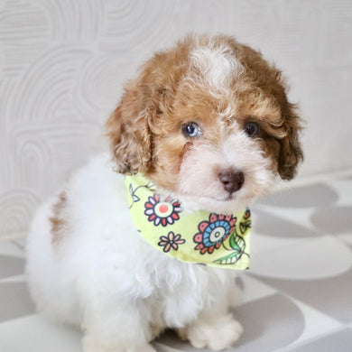 Sammie - Available Now