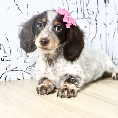 Tinsley - Available Now