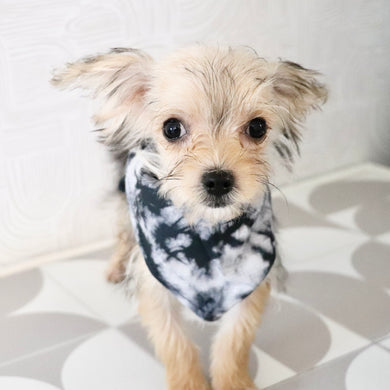 Rocky - Available Now