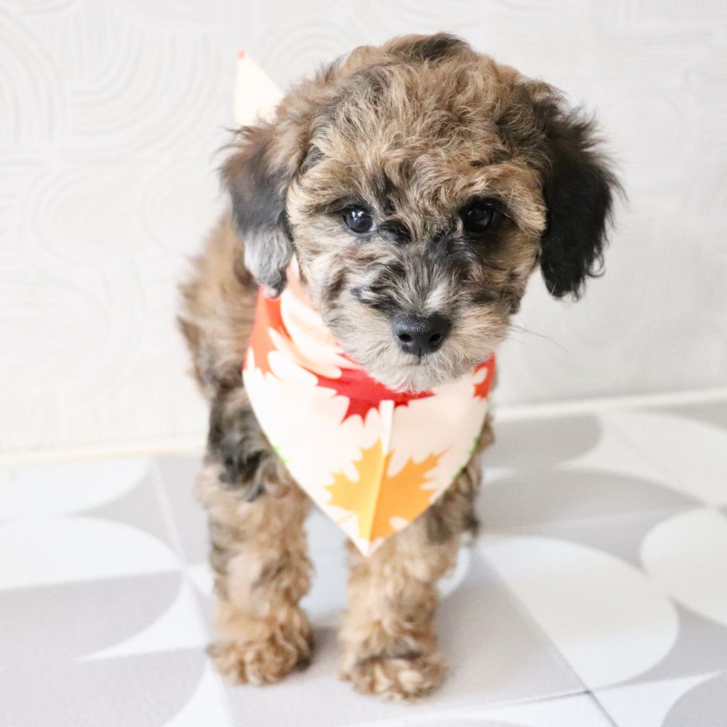 Fenway - Available Now