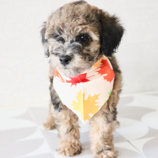 Fenway - Available Now