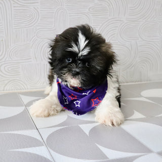 Theo - Available Now