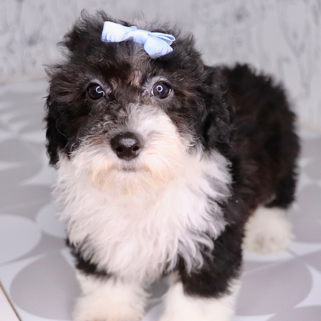 Daisy