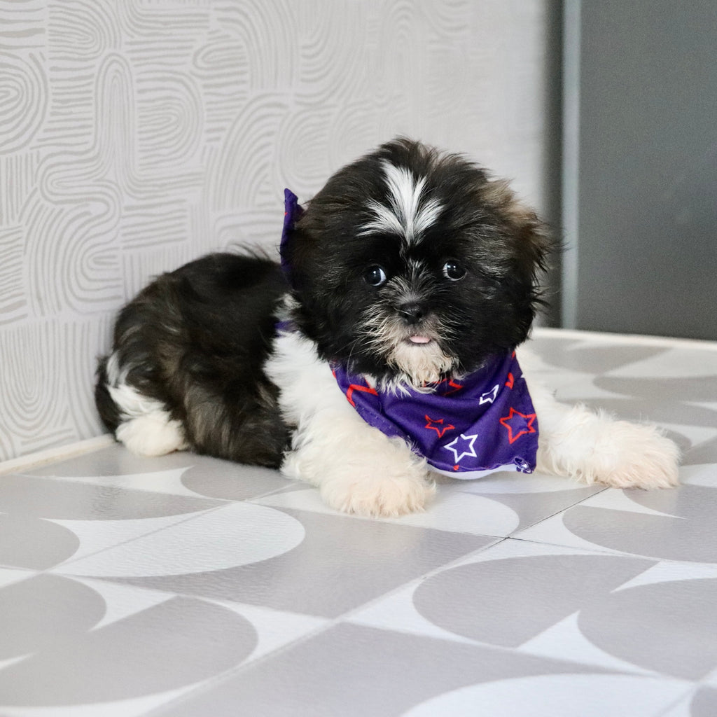 Theo - Available Now