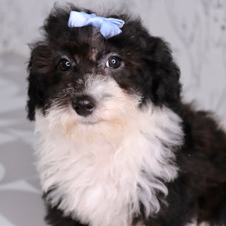 Daisy
