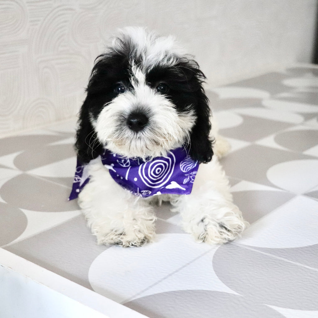 Tessa - Available Now