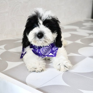 Tessa - Available Now