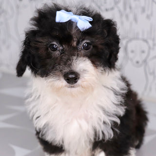 Daisy