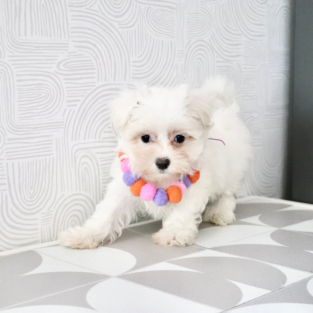 Shelby - Available Now