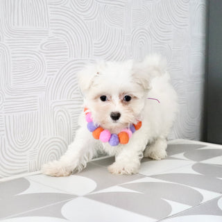 Shelby - Available Now