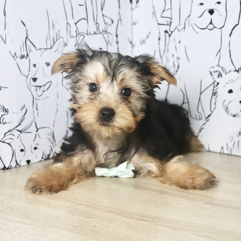 Pluto - Available Now