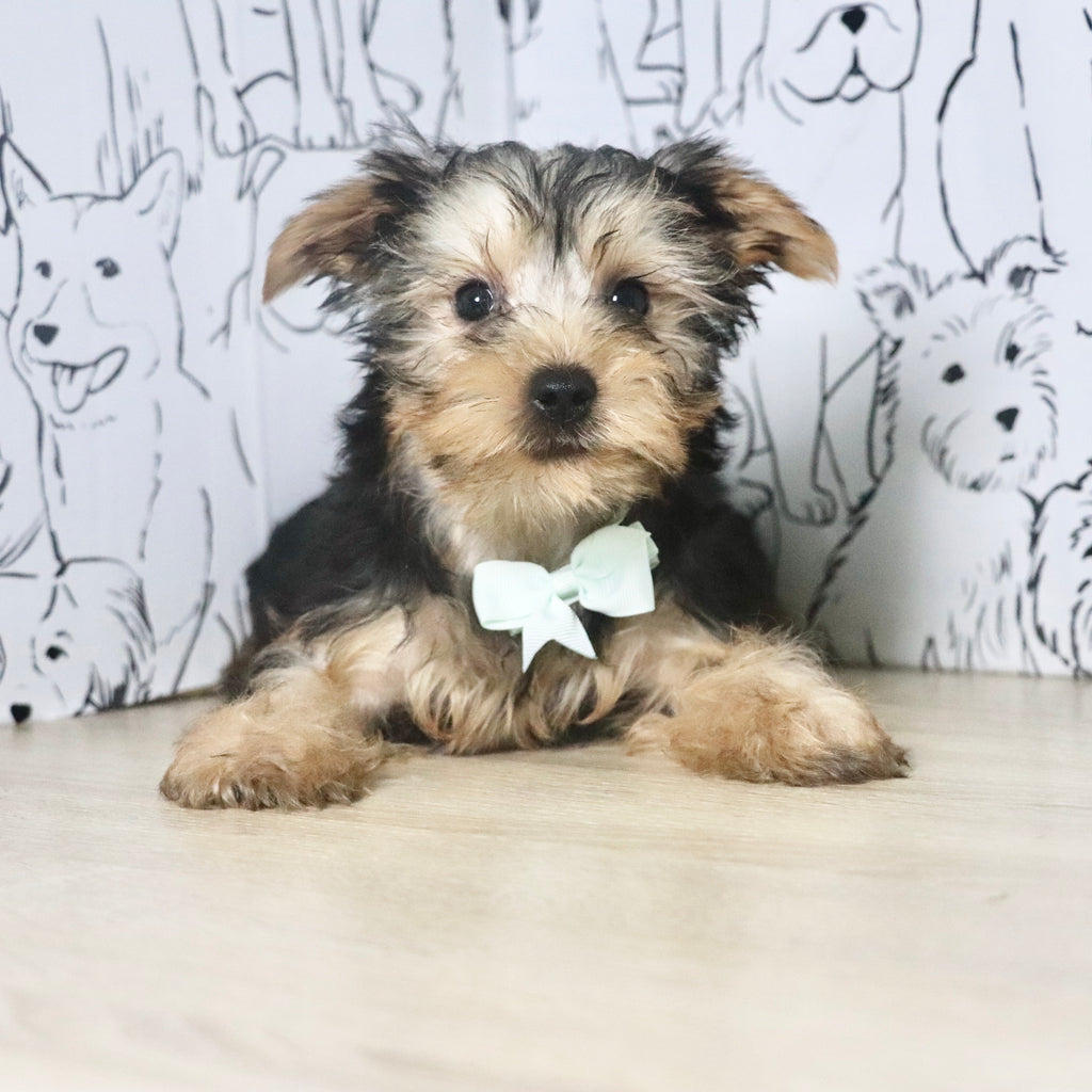 Pluto - Available Now