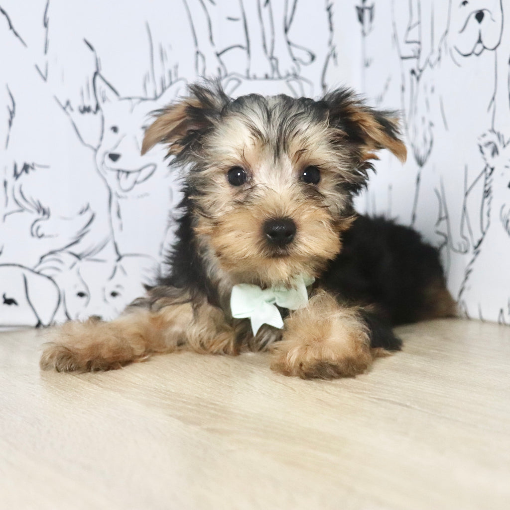 Pluto - Available Now