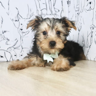 Pluto - Available Now