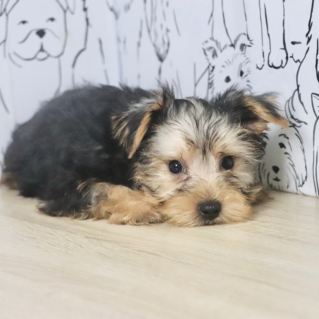 Pluto - Available Now