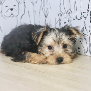 Pluto - Available Now