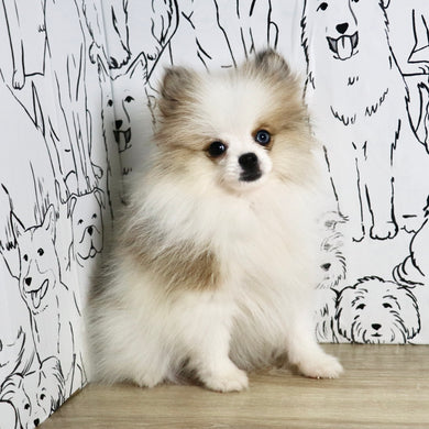 Milo - Available Now