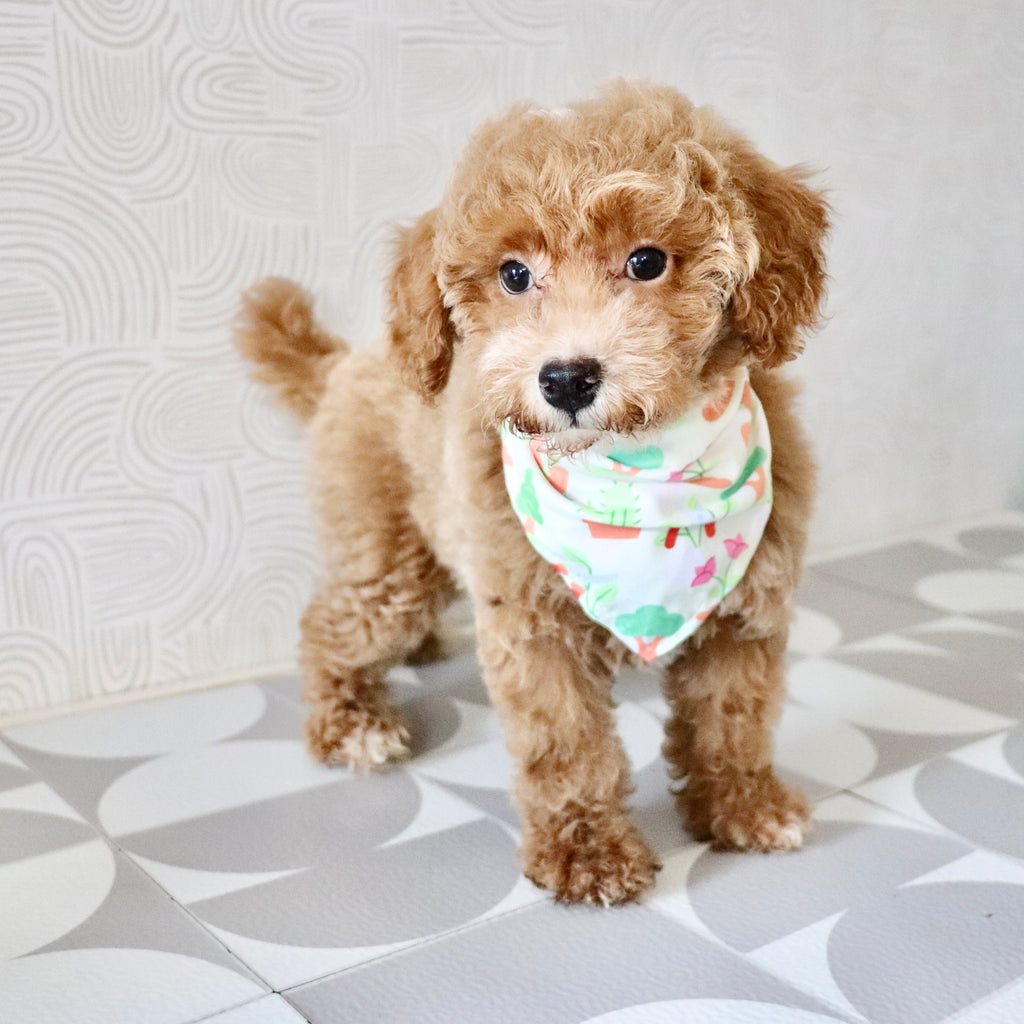 Shelly - Available Now