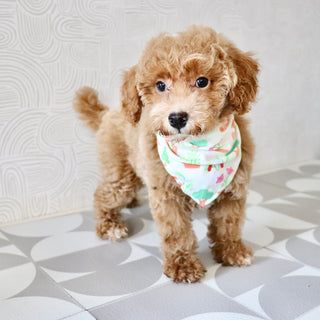Shelly - Available Now