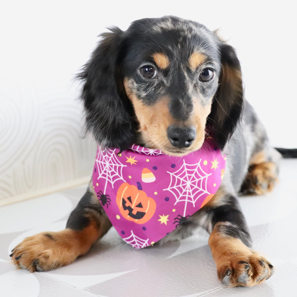 Blueberry - Available Now