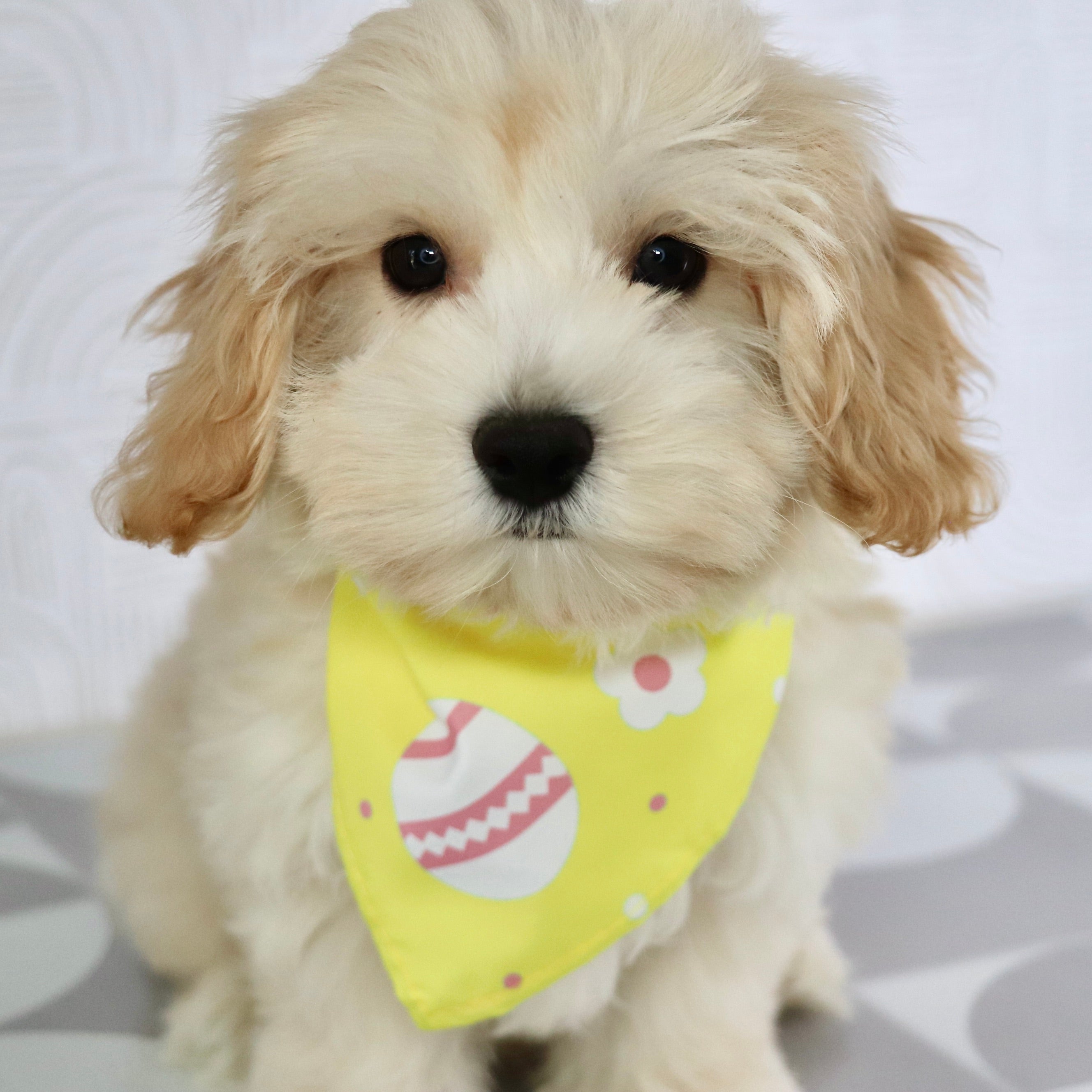 PUPPIES IN LUMBERTON, NORTH CAROLINA