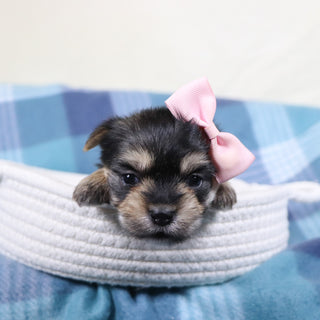 Inez - Available 2/19