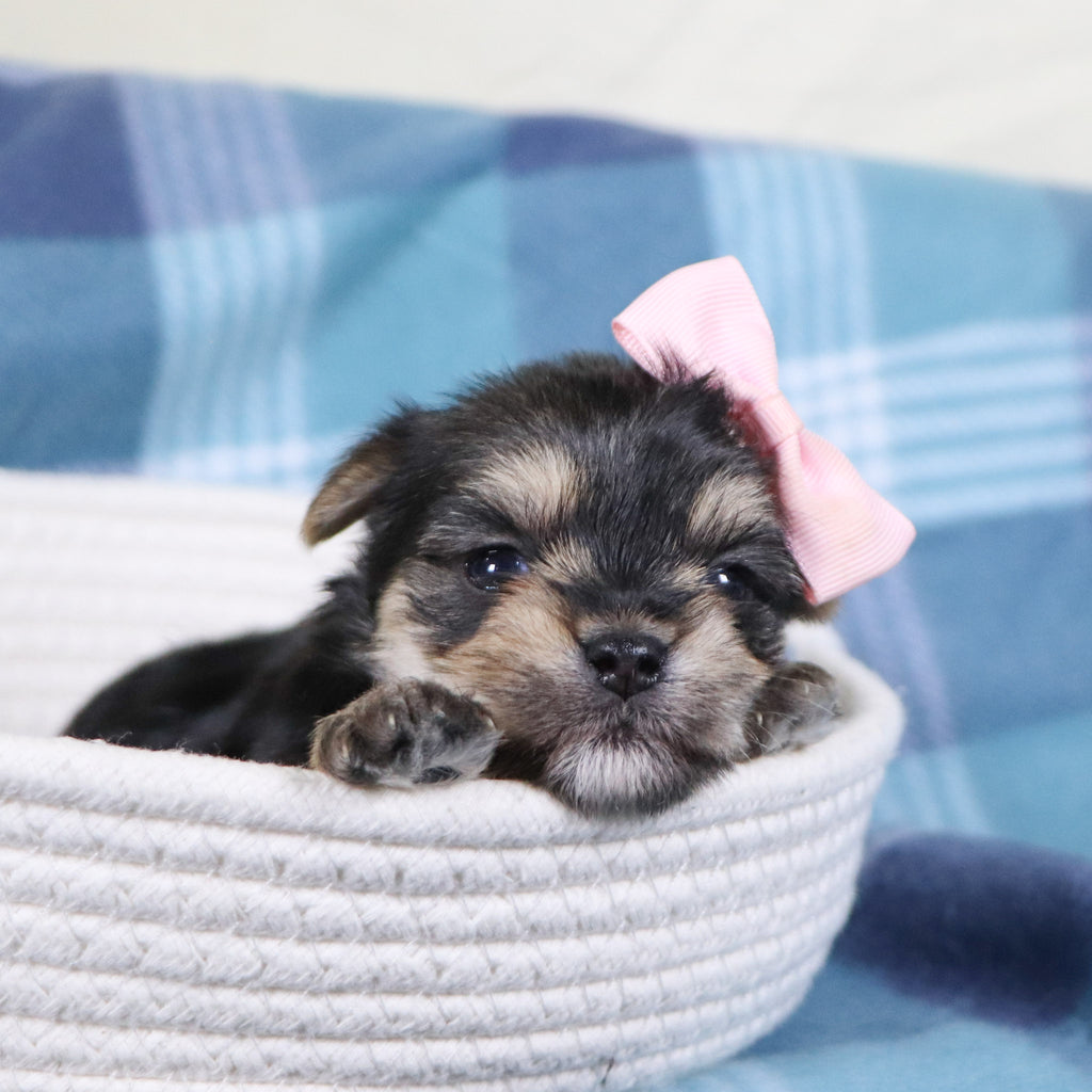 Inez - Available 2/19