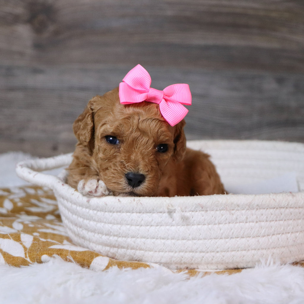 Ingrid - Available 12/23