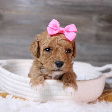 Ingrid - Available 12/23