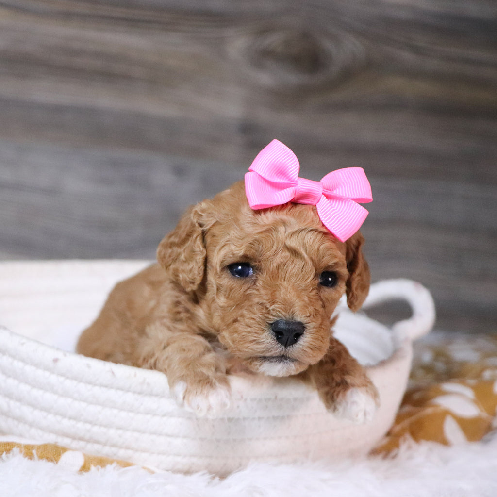 Ingrid - Available 12/23