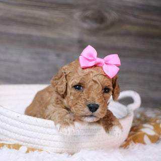 Ingrid - Available 12/23