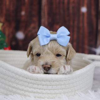 Isabella - Available Now