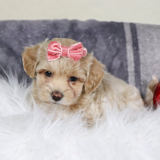 Isabella - Available Now