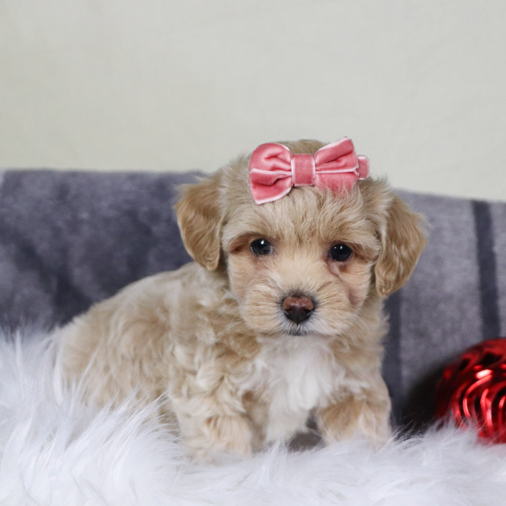 Isabella - Available Now