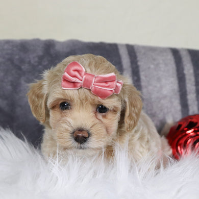 Isabella - Available 12/31