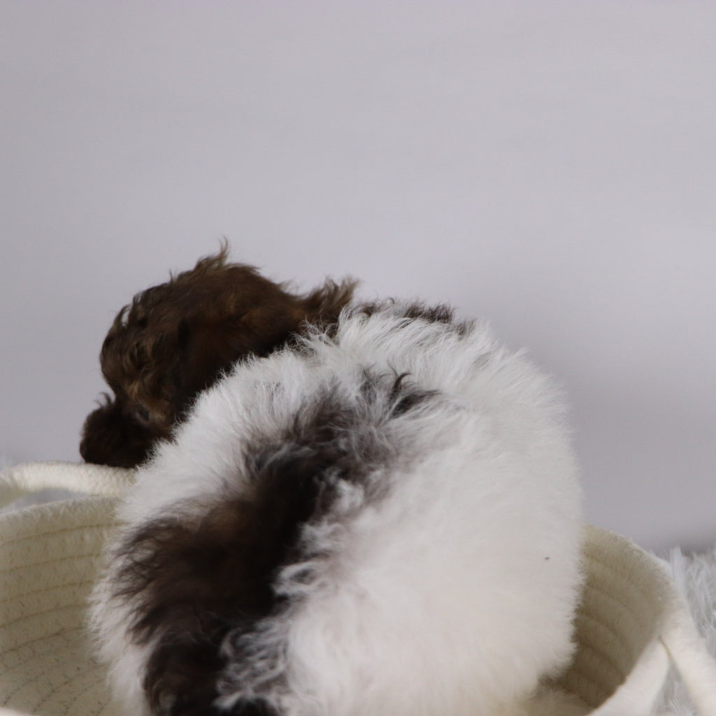 Izzie - Available 11/26