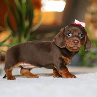 Izzy - Available 12/10