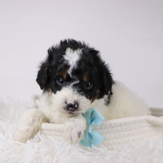 Jackson - Available 12/17