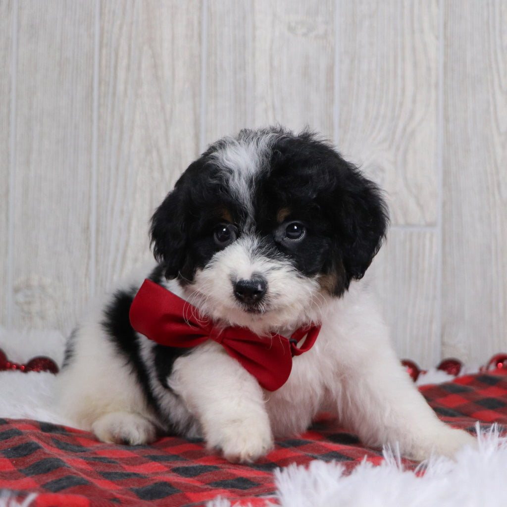 Jackson - Available 12/17