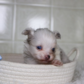 Jameston - Available 2/4