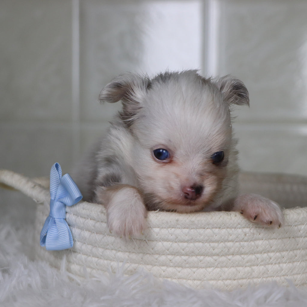 Jameston - Available 2/19