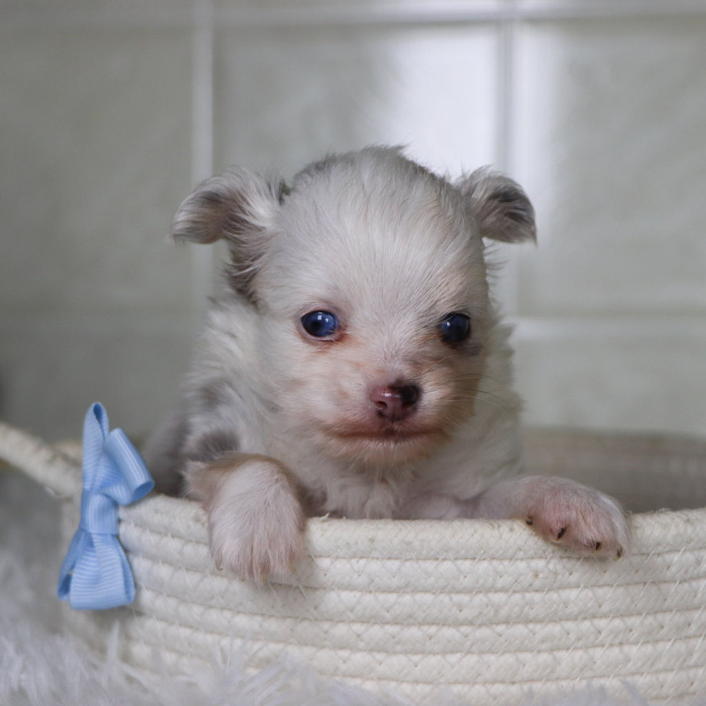 Jameston - Available 2/19