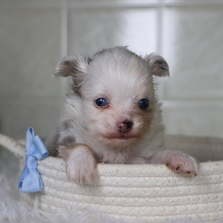 Jameston - Available 2/19