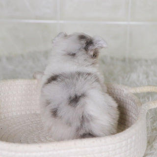 Jameston - Available 2/4