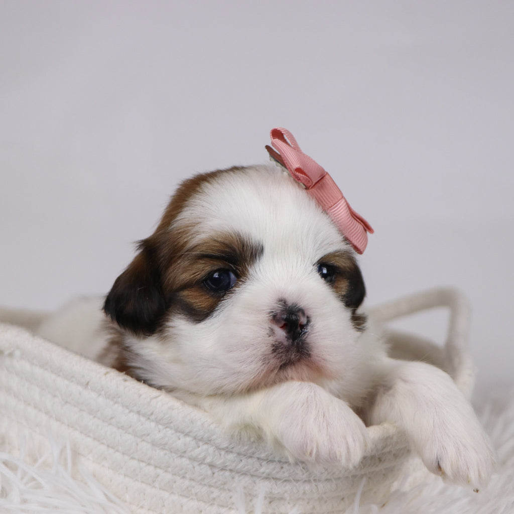 Jane - Available Now